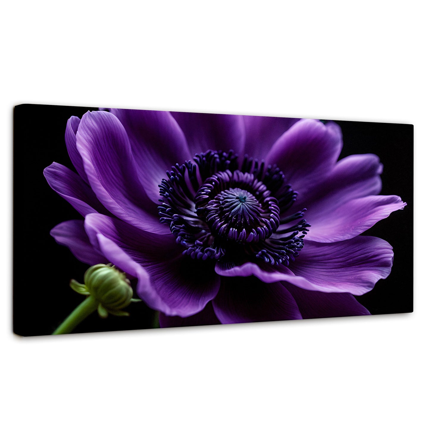 Cuadros Decorativos Canvas Revolution | Anemona Violeta | Panoramico | Portada | Marco SinMarco