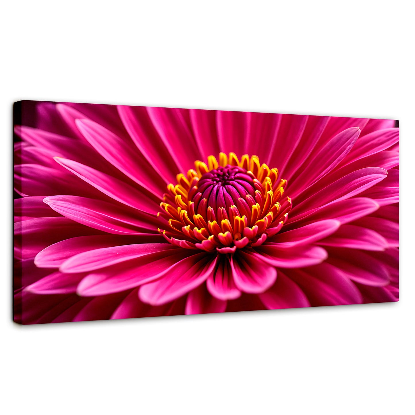 Cuadros Decorativos Canvas Revolution | Zinnia Magia Rosa | Panoramico | Portada | Marco SinMarco