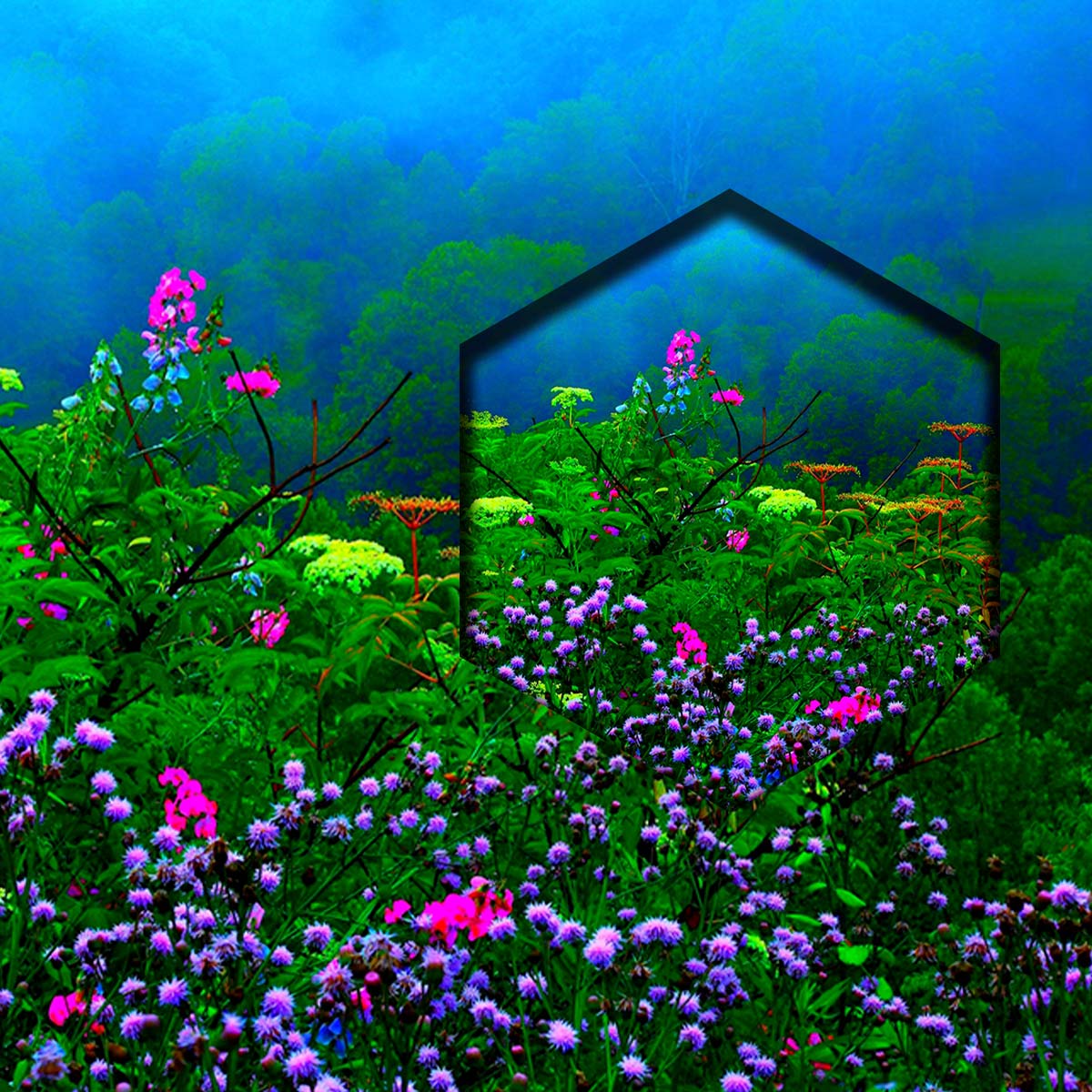 Flores En El Bosque