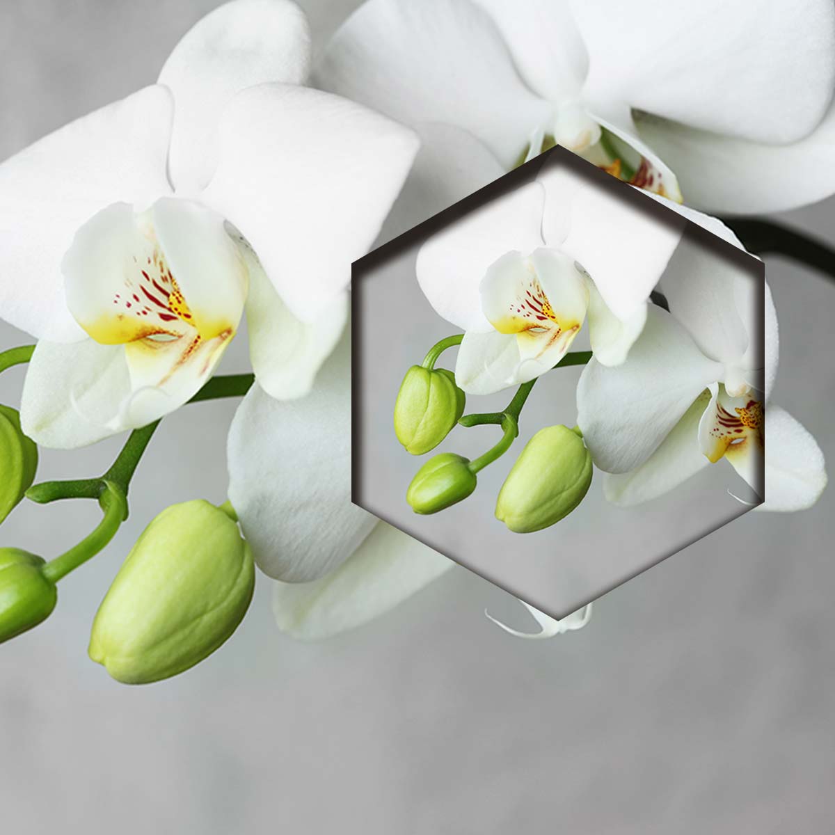 Flores Orquidea