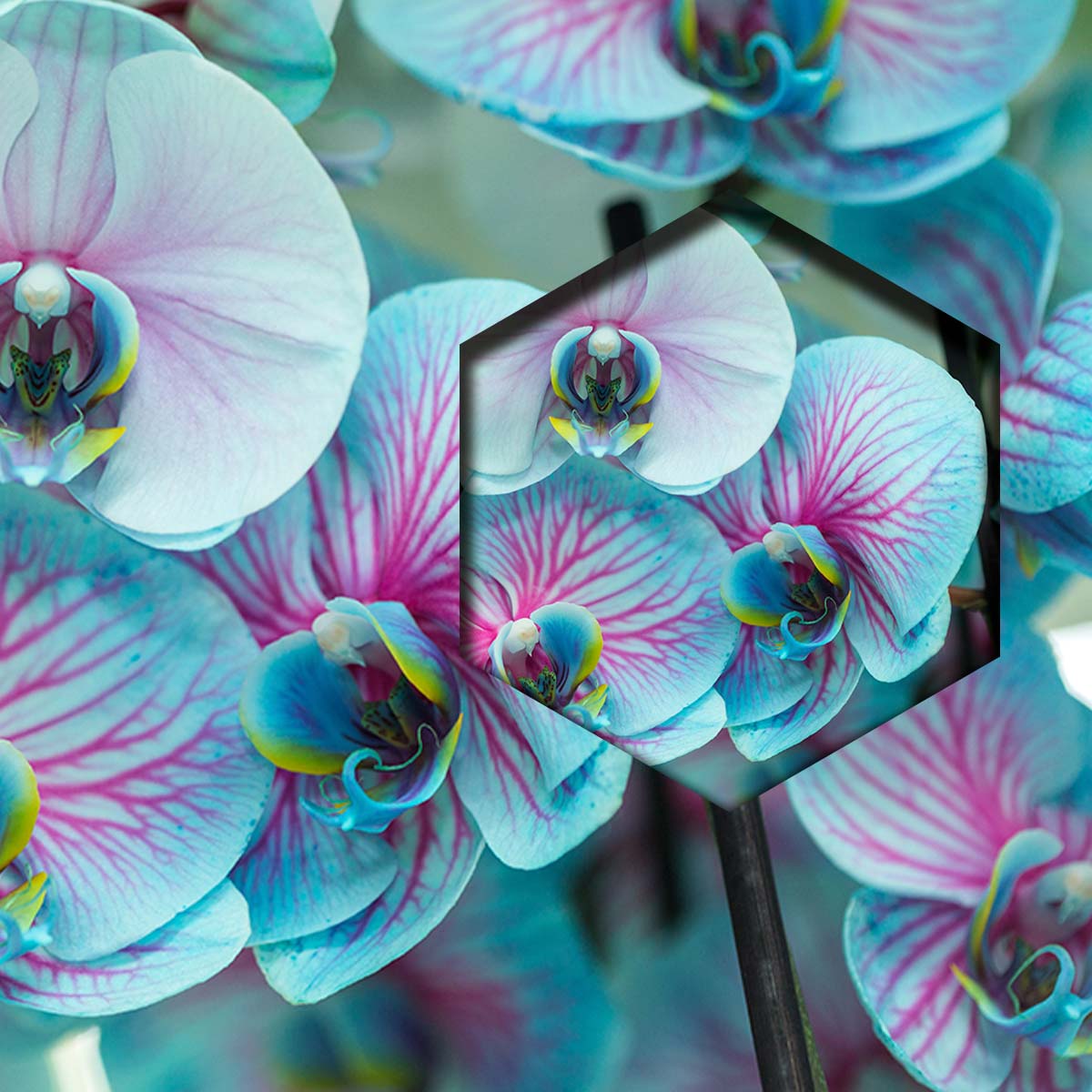 Orquídeas Azules claro