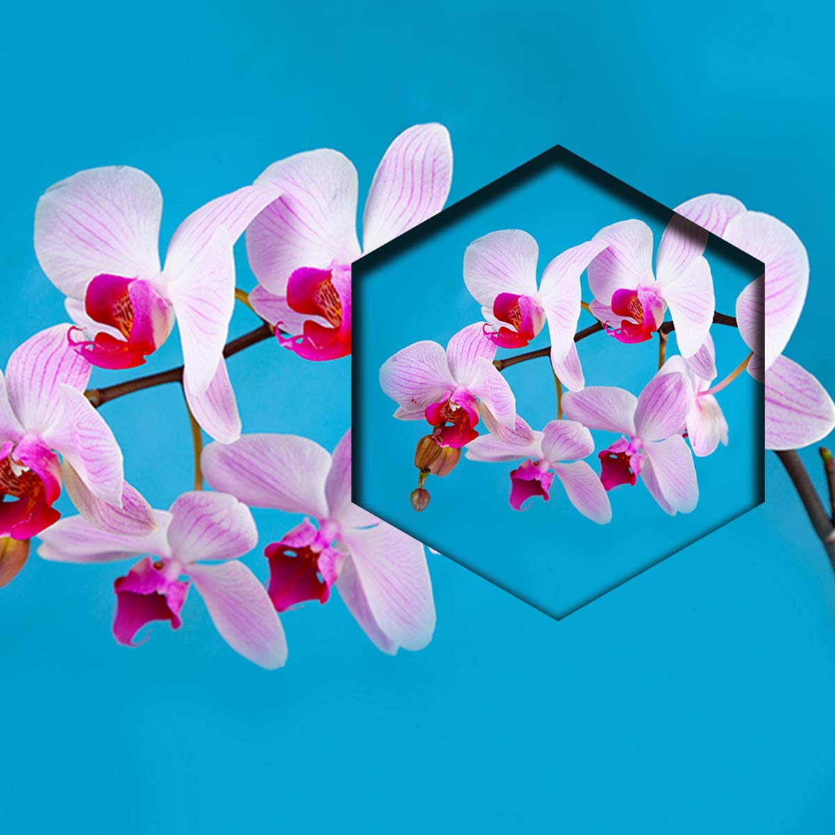 Orquideas Rosas