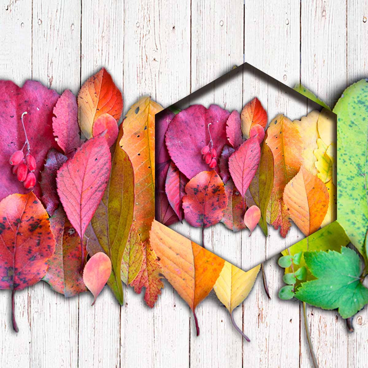 Hojas De Colores FB
