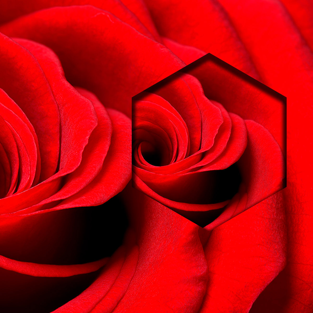 Espiral Petalos de Rosa