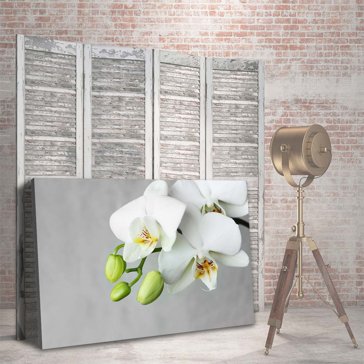 Flores Orquidea