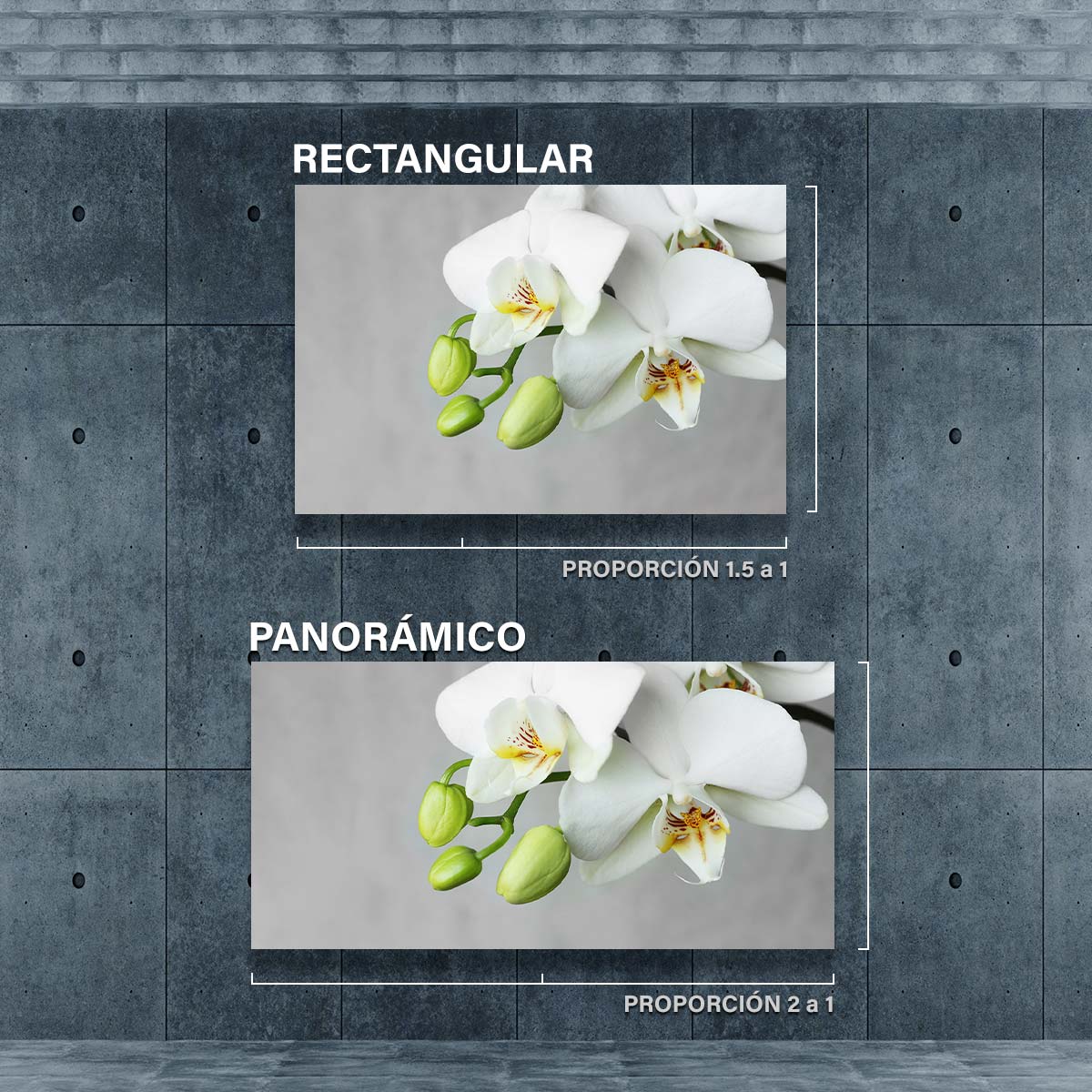 Flores Orquidea