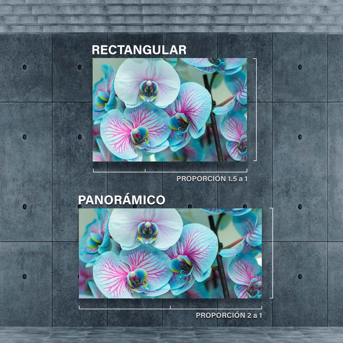 Orquídeas Azules claro