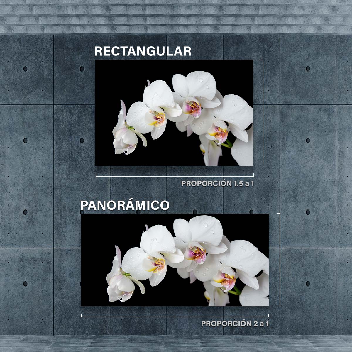 Orquideas Blancas