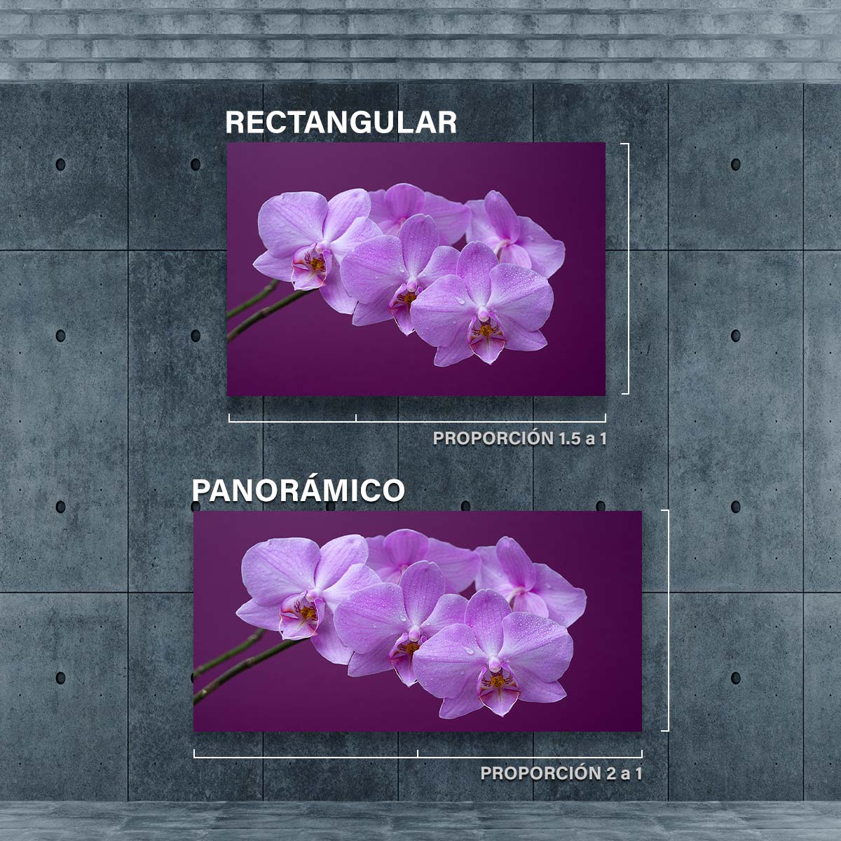 Orquideas Purpura