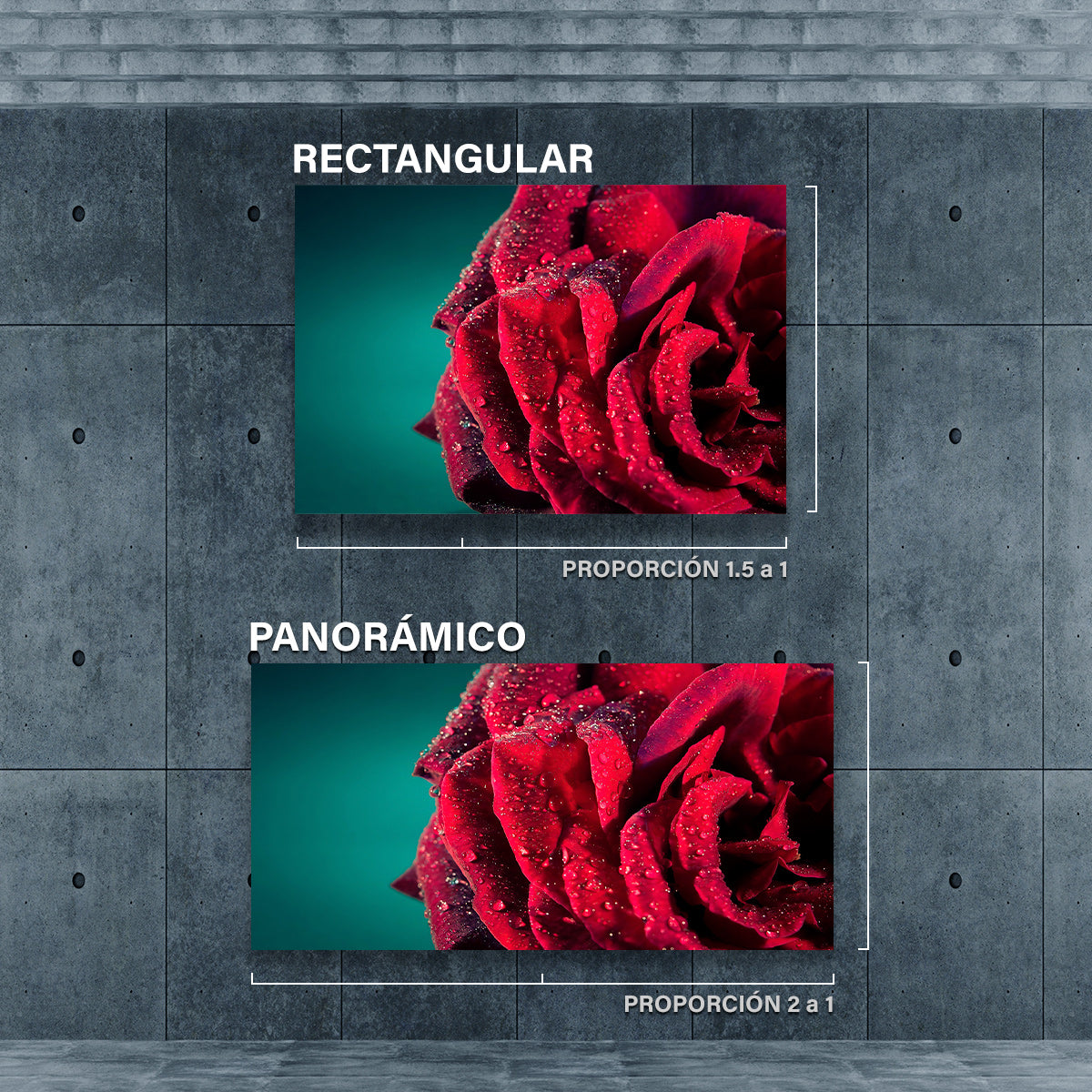 Rosa Roja con Gotas