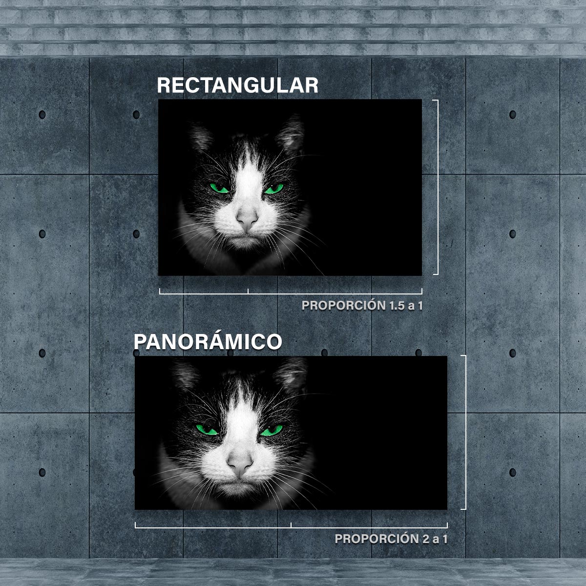 Gato con ojos verdes