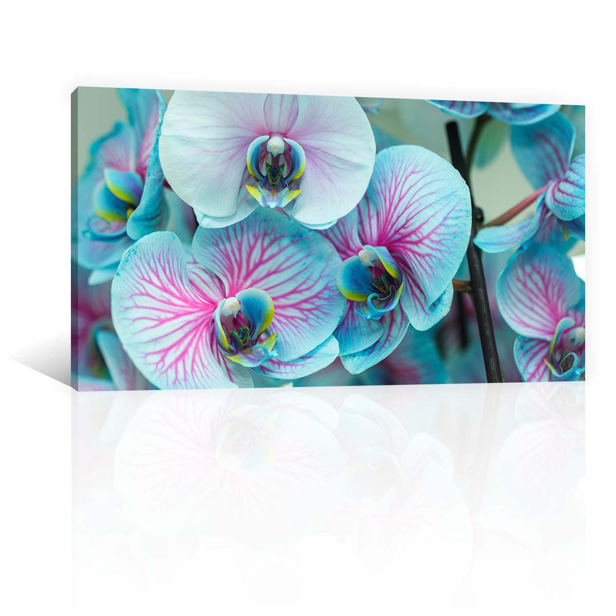 Orquídeas Azules claro