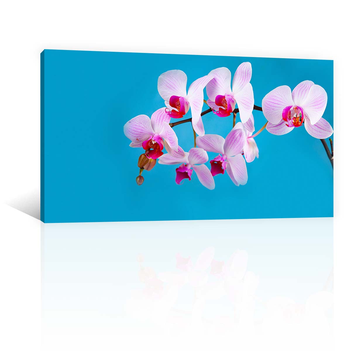 Orquideas Rosas