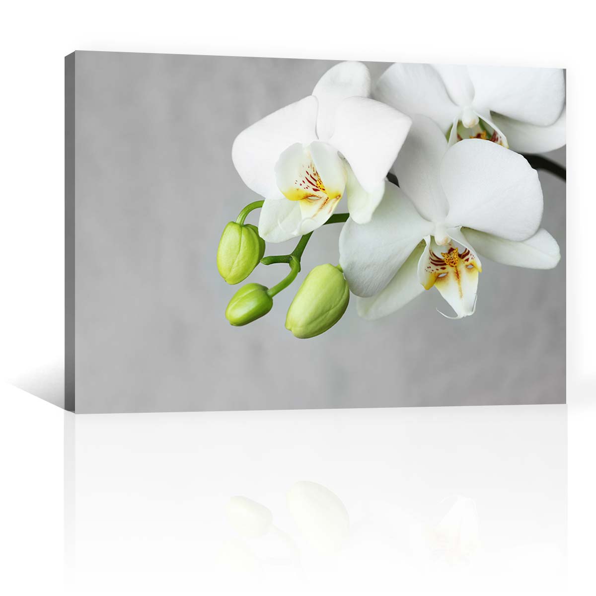 Flores Orquidea