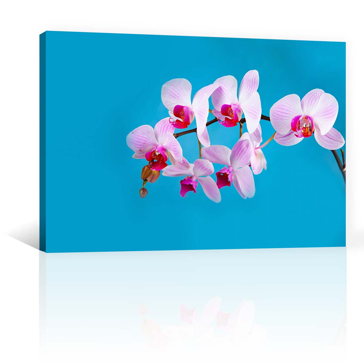 Orquideas Rosas