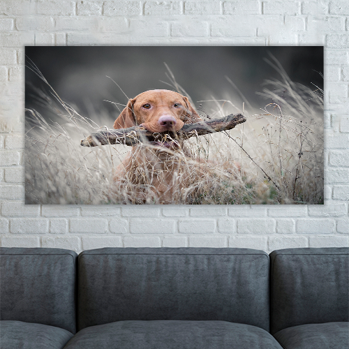 Hungarian Hound Dog