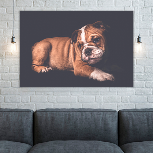 Portrait of English Bulldo
