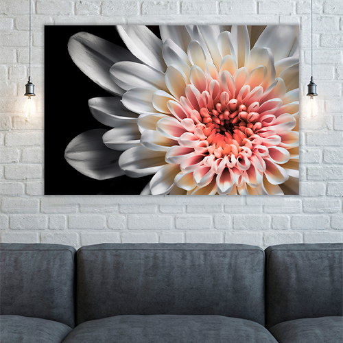 White dahlia