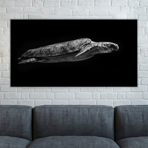 Sea Turtle Swimming in the Sea