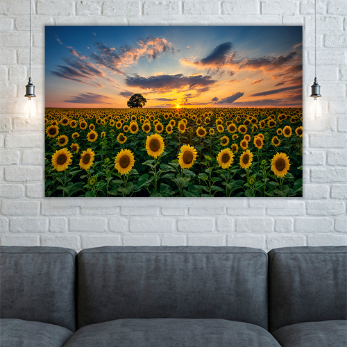 Field of Blooming Sunflowers