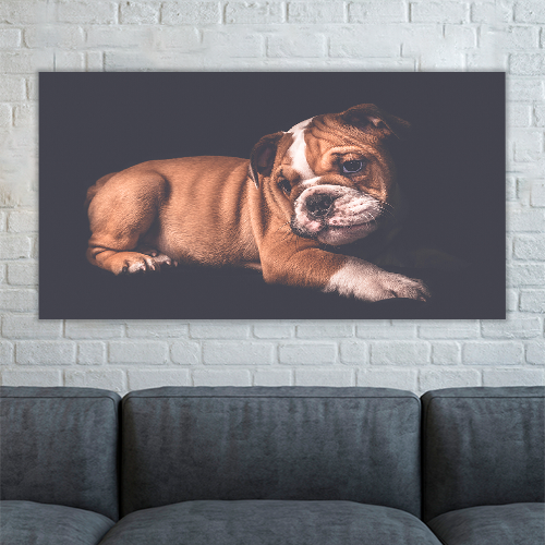 Portrait of English Bulldo