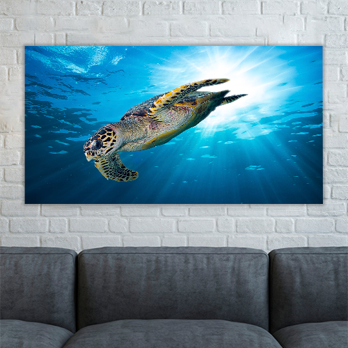 Sea Turtle Dive Down