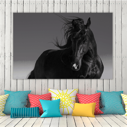 Black Stallion