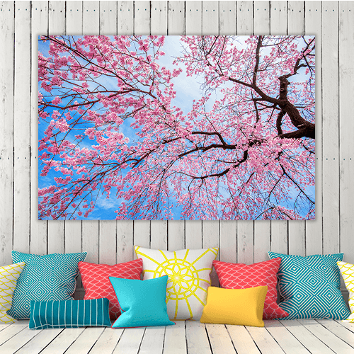 Sakura Season in Spring