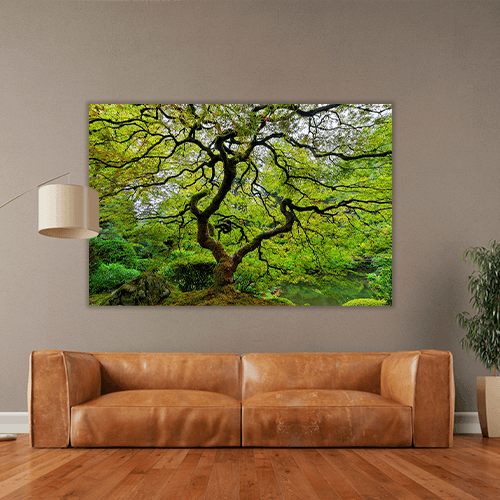 Old Japanese Maple