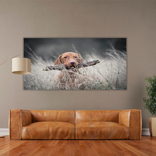 Hungarian Hound Dog