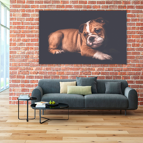 Portrait of English Bulldo