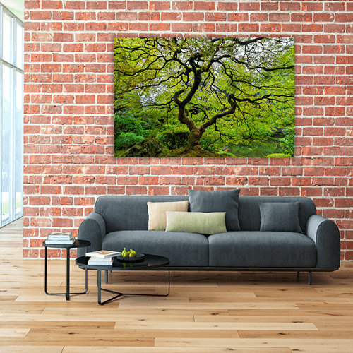 Old Japanese Maple