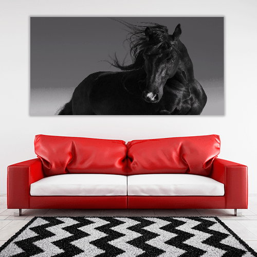 Black Stallion