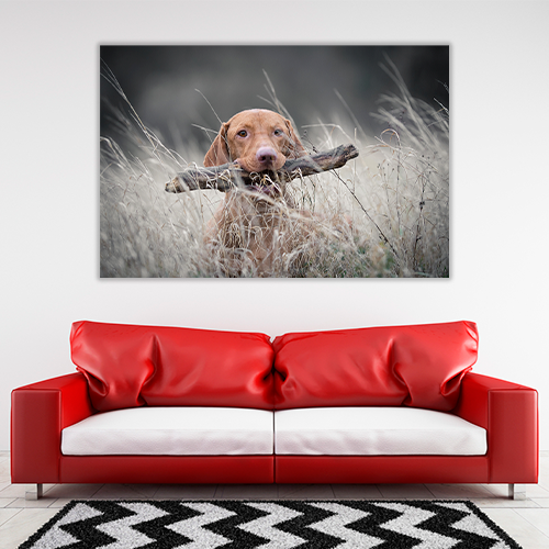 Hungarian Hound Dog