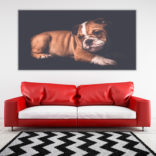 Portrait of English Bulldo