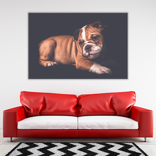 Portrait of English Bulldo