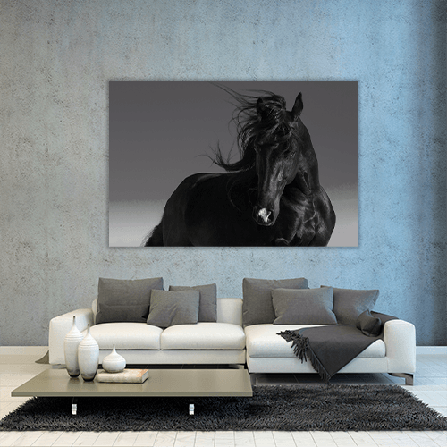 Black Stallion
