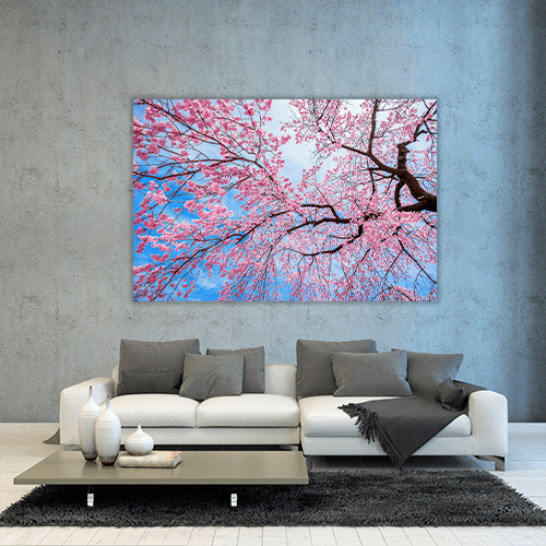 Sakura Season in Spring