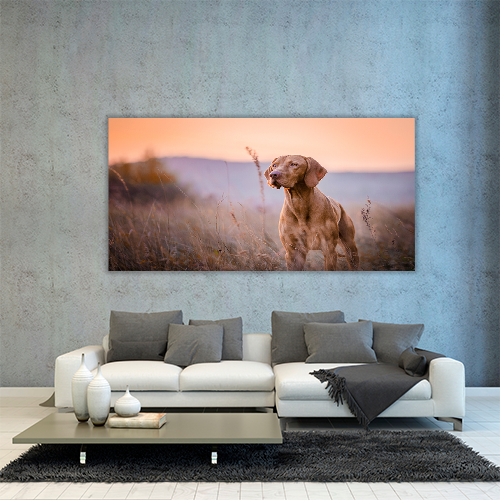 Hungarian vizsla Portrait