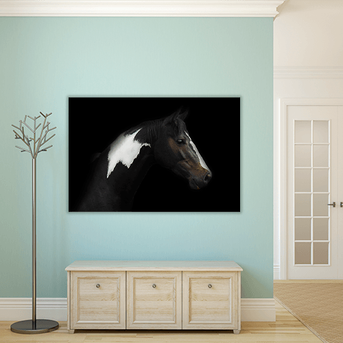 Skewbald Horse