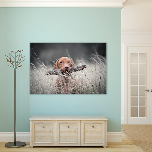 Hungarian Hound Dog
