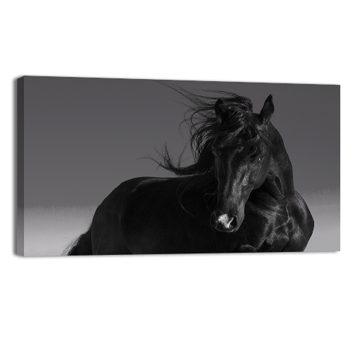 Black Stallion