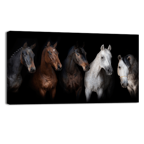 Horses Portrait