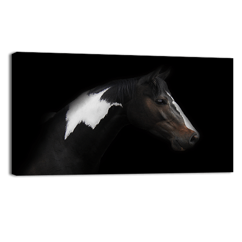 Skewbald Horse