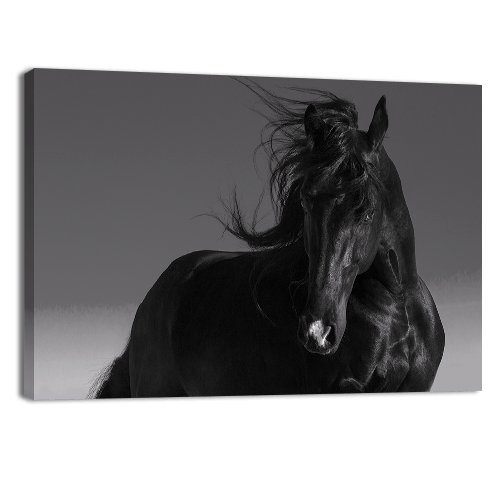 Black Stallion
