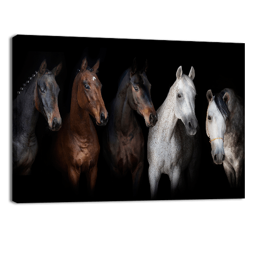 Horses Portrait