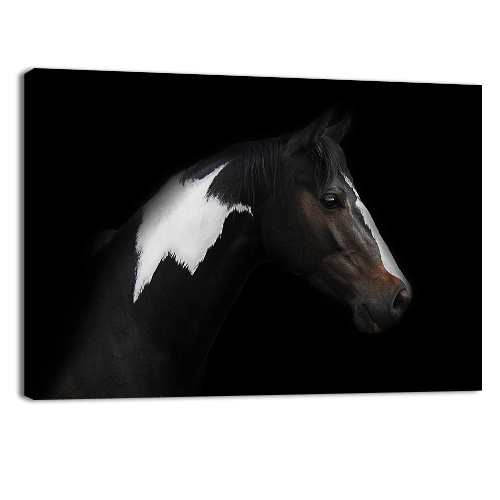 Skewbald Horse