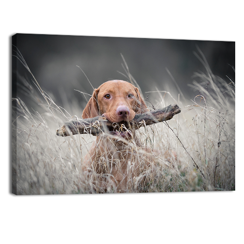 Hungarian Hound Dog