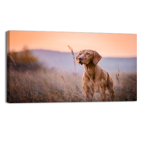 Hungarian vizsla Portrait