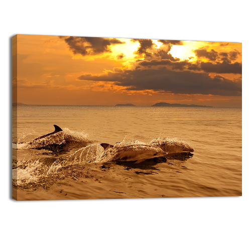 Playing in the sunset